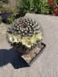 Preview: Mammillaria uncinata